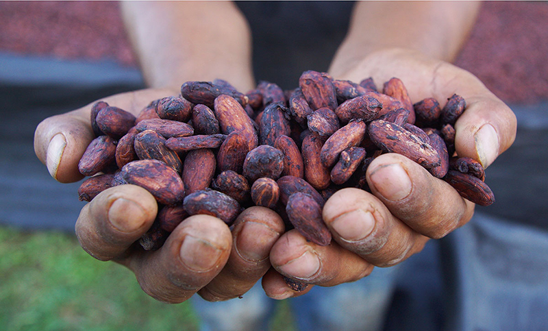 grano de cacao rojo